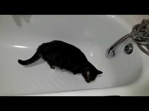 Kitka pije wodę w wannie