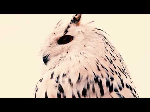 Lukas Kranzelbinder & The Blind Owls