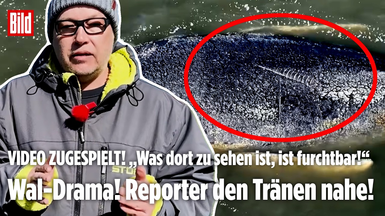 OSTSEE: „Das sind furchtbare Bilder!“ Der gestrandete Buckelwal Timmy ist nicht mehr zu retten!
