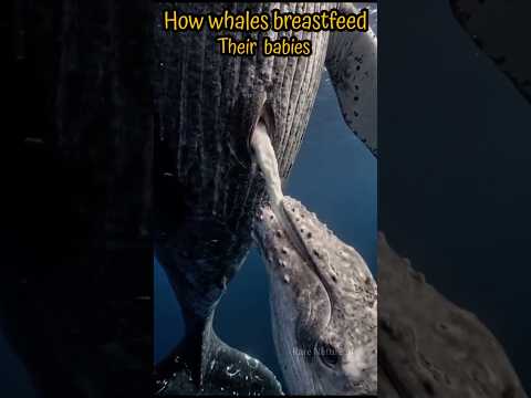 How whales breastfeed their babies 🧿✨ #trendingshorts #viral #viralshorts #islamicvideo