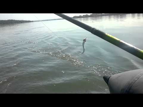 pescuit scrumbie gruia 2012