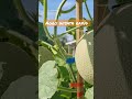 Wisata Petik Buah Nanti Malam Tayang Agro Wisata Rayud