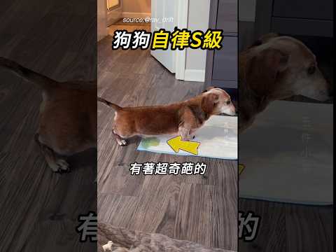 狗狗也懂得品味生活🐶