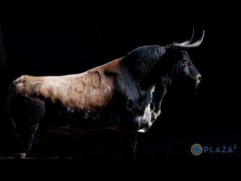 SORTEO | Toros de Dolores Aguirre y Sobral, desafío ganadero