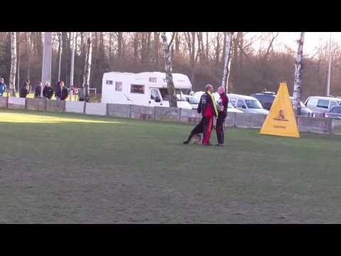 Kjerro van Blutsenhof Afd.C.Prov. Kamp. Antwerpen 16 02 2014