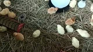 Download lagu Penternakan Ayam Kampung Episod 2 - Anak Ayam mp3 Download lagu Penternakan Ayam Kampung Episod 2 - Anak Ayam mp3