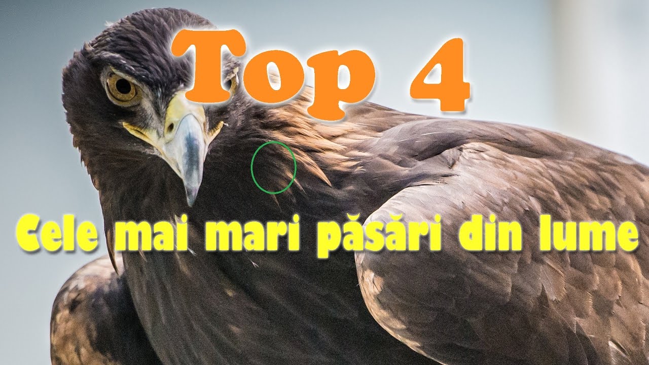 Top 4 cele mai mari p?s?ri din lume