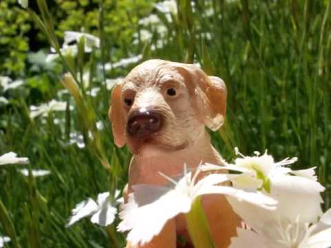 Tierisches Gewusel im Garten