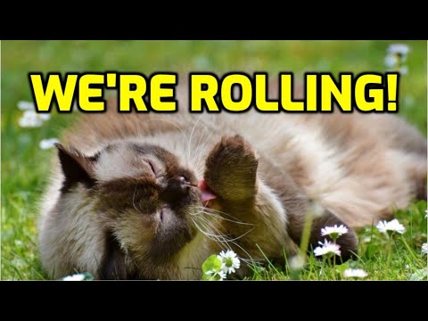 Why Do Cats Roll On The Ground In Front Of You?