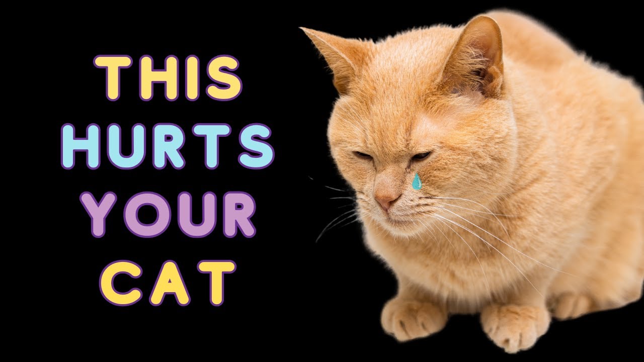 33 CRUCIAL MISTAKES That HURT Your Cat 😿 (Emotional & Physical Damage)