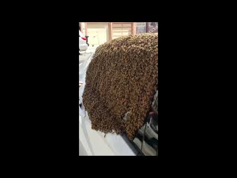 Thousands of Bees Swarm Man's Car in San Francisco