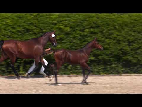 Navarro SL - Etoulon VDL x Neckar