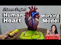 REALESTIC HUMAN HEART WORKING MODEL SCIENCE PROJECT Crafty Diy Art Project Workingmodel