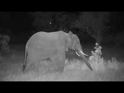 Djuma: Elephants getting night time drink and Hippo leaving - 18:25 - 09/28/20