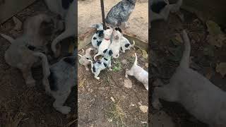 Blue Healer Puppies Videos