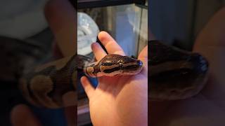 SHOWING FRIENDLY BALL PYTHON DONT BE SCARED! SNAKE! 4K #SHORTS