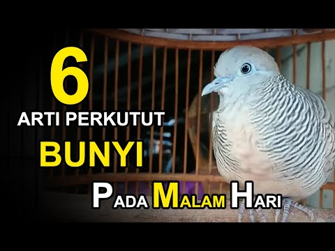 6 Most Believed Myths About Turtle Doves Making Sounds at Night!