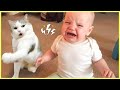 Funniest Baby And Cat Are Best Friends 5 Minute Fails