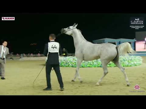 N 44 TAJWEED AL SHAQAB   World Arabian Horse Championship 2023   Doha   Junior Fillies   Section B
