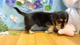 ミニチュアダックスの動画01