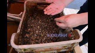 Выращивают ли устрицы на Тилигульском лимане: репортаж из городка «Ойстервиль»