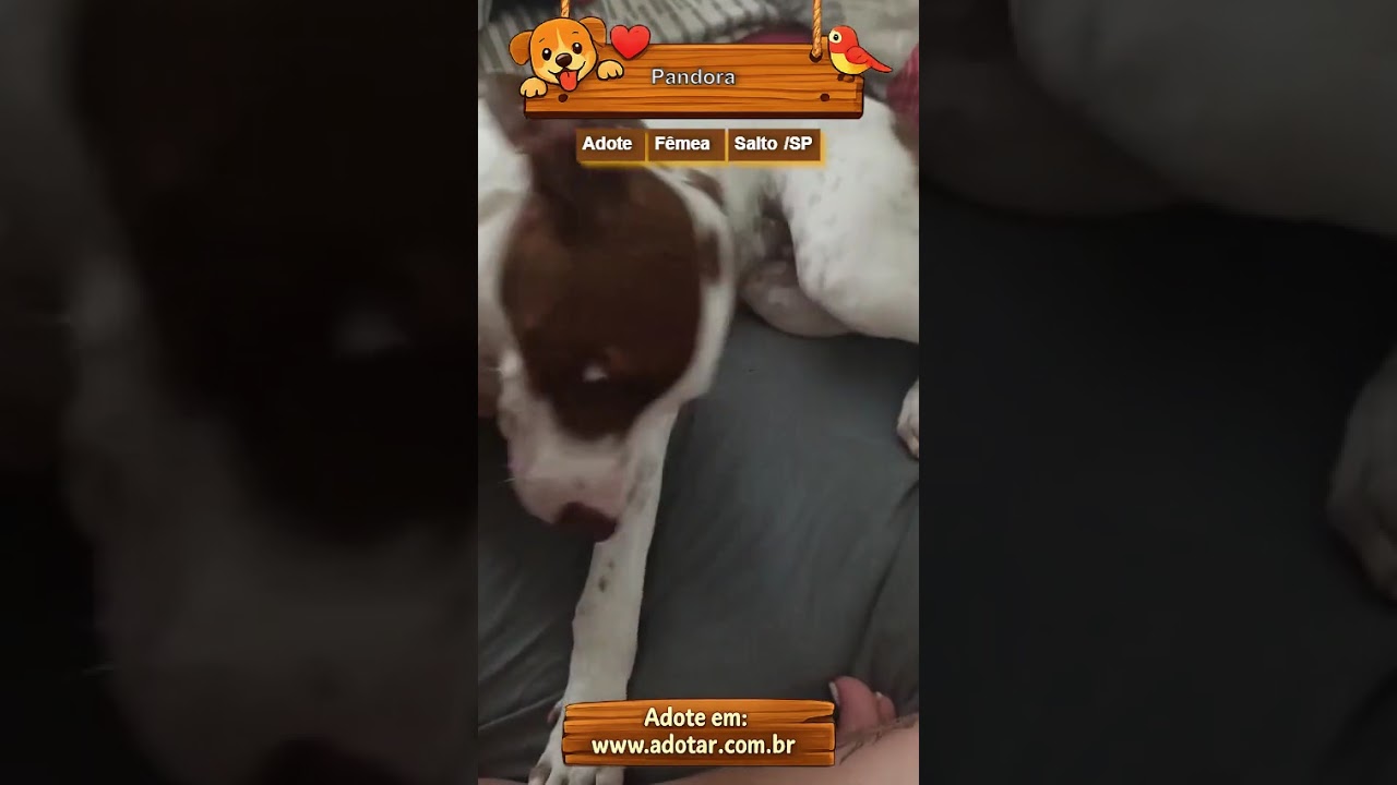 Cachorro raça Pit-Bull idade 2 a 6 meses nome Pandora