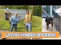 Hoe ga je om met een lastige hond? | DierenpraatTV