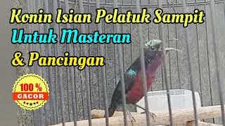 Download lagu Kolibri Ninja (Konin) Isian Pelatuk Sampit Nembak Panjang || Situs Kicau mp3