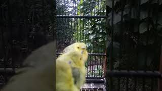 Download lagu SUARA ANAKAN BURUNG SIRTU CIPOW mp3 Download lagu SUARA ANAKAN BURUNG SIRTU CIPOW mp3