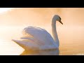 Beautiful Relaxing Hymns, Peaceful Instrumental Music, "Quiet Lake Morning Sunrise" Tim Janis