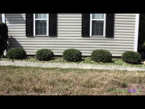 Shrub Profile - Carissa Holly