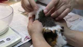 The guinea pig has pneumonia  Pt 3