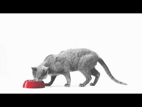 Gastrointestinal Low Fat: Help manage gastrointestinal disorders.