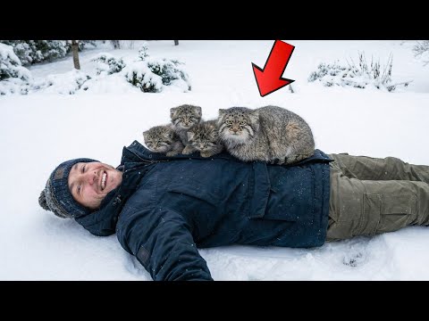 A Man, a Wild Manul, and Three Kittens — A Quiet Rescue Story#animals #rescue