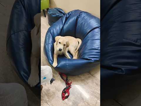 halloo hooman 😻 @Shivali-Vlogs #viral #shorts #youtubeshorts #ytvideo