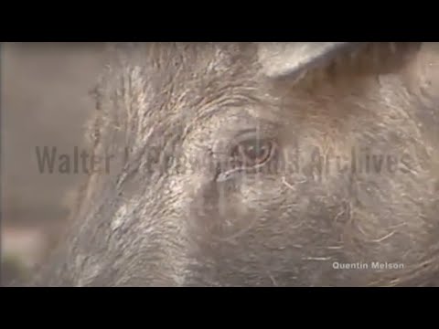 Boar Hunting in Georgia (August 3, 1981)