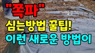 쪽파 이렇게 심으면 쉽고 빠르고~~쪽파심는 기가막힌 방법 쪽파심는시기 심는방법