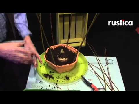 comment soigner amaryllis