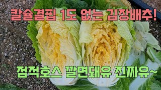 김장배추, 칼슘결핍 없이 키우려면 유니칼슘이 짱입니다!!