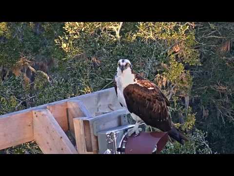 Osprey Makes a Stop in Savannah – Jan. 25, 2017