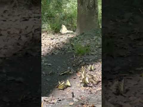 Eastern Tiger Swallowtail