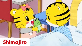 Hannah Becomes a Grown-up 🐯| Family | 24 Minute Compilation | Kids video for Kids | Shimajiro