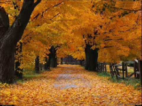 I Teppisti Dei Sogni  Piccola foglia