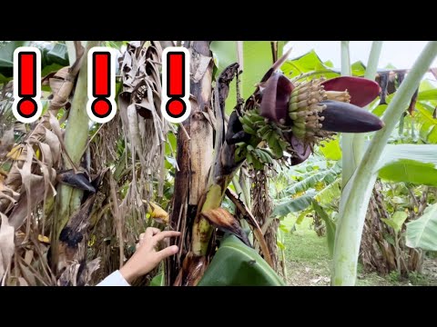 庭にバナナの木を植えることも可能です！そこに熱帯林を生み出す丈夫な種は何でしょうか?  庭園