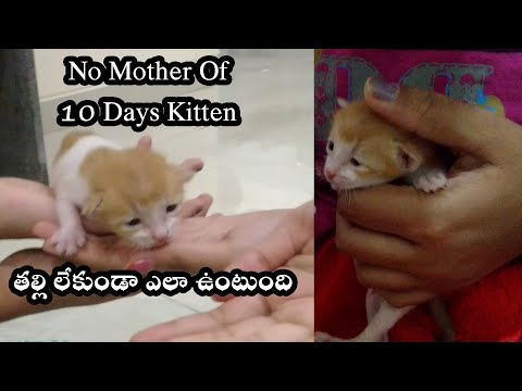 Funniest Kitten Lucky Cute videos Cat Videos | Cute Kittens