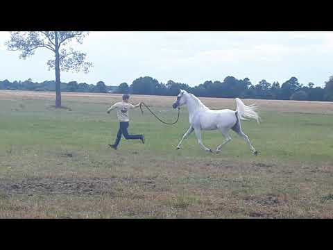 Tamar Shams Sharav AA egyptian mare for sale 07.2019