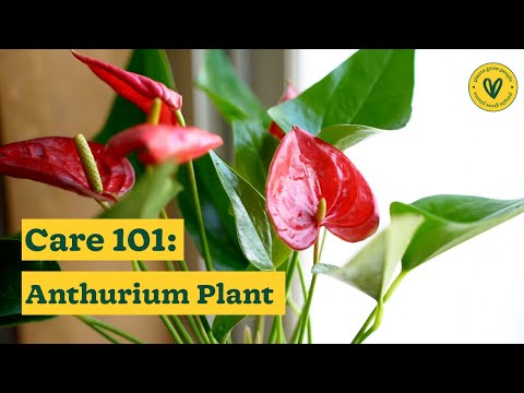 How to Take Care of Your Anthurium Plants | Anthurium Care Tips | Ugaoo