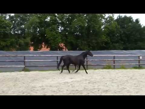 Diarado Hengstfohlen geb. 05/2012 aus einer Graf Grannus-Stute, für Auktion zugelassen