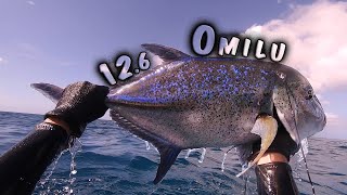 Fat Omilu Diving West Side Big Island - Spearfishing Hawaii