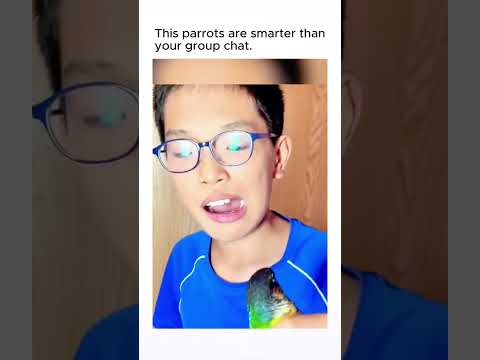 Smart Parrots are the best!